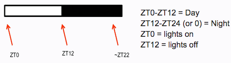 2.3: ZT from LD bars