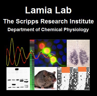 lamia.lab